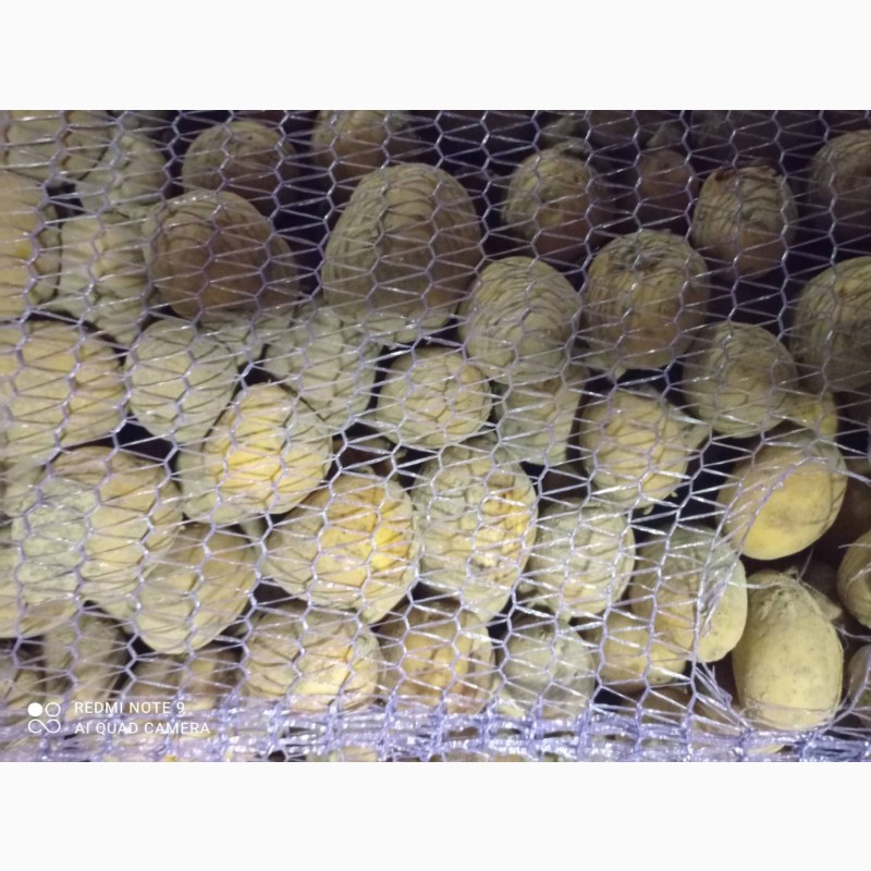 Фото 2. Продам семенной картофель Королева Анна, Гала, Белла Росса