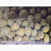 Продам семенной картофель Королева Анна, Гала, Белла Росса