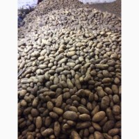 Продам картофель товарный от производителей и поставщиков с 10 тонн