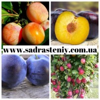 Саженцы крупноплодных сортов персика, абрикоса, черешни и многое другое