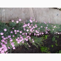 Гвоздика садовая розовая, белая