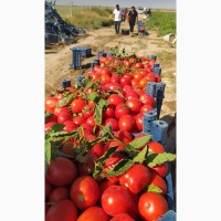 Продам помидоры оптом из Турции от производителя экспорт