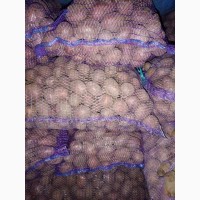Продам посадкову картоплю врожайних сортів 22т