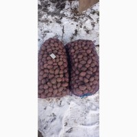 Продам посадкову картоплю врожайних сортів 22т