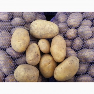 Продаємо оптом картопля, Кіровоградська область