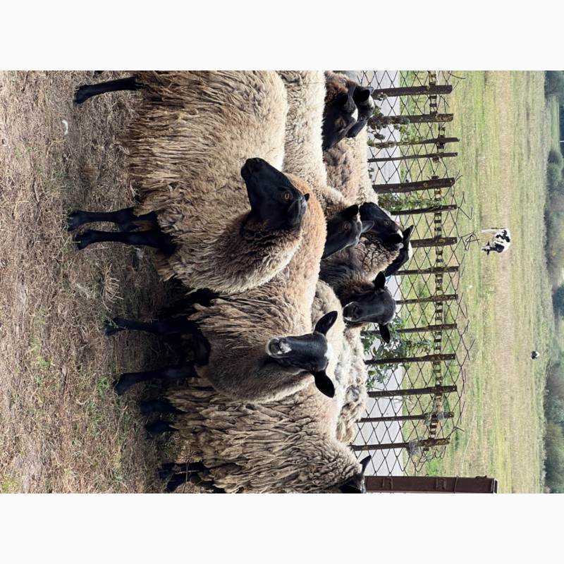 Фото 2. Продам баранів, вівці, ягнята