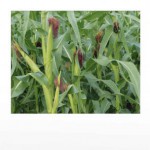 Продам гербіциди для захисту посівів кукурудзи,