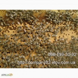 Пчелиные плодные (меченые) матки карпатка. Доставка