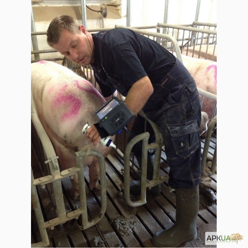 Фото 2. SU10 Ветеринарный Узи сканер для свиноводства