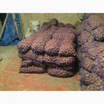 Продаж насінневої картоплі
