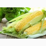 Семена кукурузы Полтава ФАО 270
