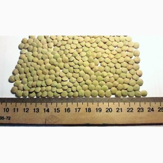 Семена чечевицы Линза