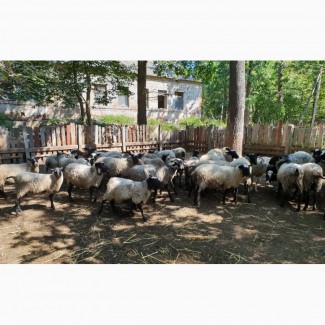Продаем баранов Романовской мясной породы на мясо