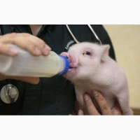 Сухое молоко для выпаивания животных