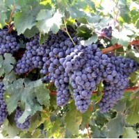 Продам технические сорта винограда, Одесская обл