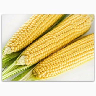Семена кукурузы МОНБЛАН