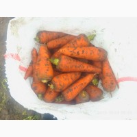 Морковь Абако с поля