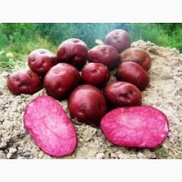 Продам насіннєву картоплю сорт Хортиця