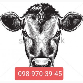 Заготівля ВРХ (бики до 62 грн)