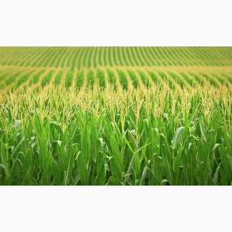 Семена кукурузы АР 18101 К (Патриция) (стандарт)