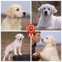 Видео) Идеальная собака для всех) Элит щенки лабрадора, золотистого голден ретривера