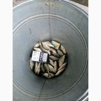 Зарибок коропа 10 - 15 грам