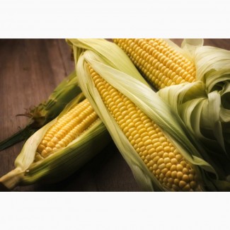 Семена кукурузы ДН Аквозор (ФАО 320)