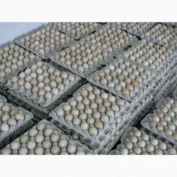 Яйця курячі інкубаційні бройлер Ross-308/Яйца куриные инкубационные бройлер Ross-308