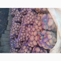 Продам картофель крупный сорт Аризона