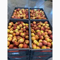 Продам яблоки от произодителя несколько сортов с 20 тонн