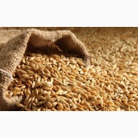 Куплю зерно ярого ячменю та фуражну пшеницю