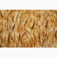 Пшениця озима ГЮСТАВ (перша репродукція)
