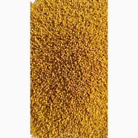 Гірчиця озима жовта (сарептська, сиза), Сорт Мішутка - 100 тонн