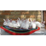 Продаются кролики породы Новозеландская белая.