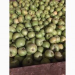 Продаем яблоки урожая 2015