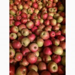 Продаем яблоки урожая 2015