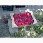 Продам ягоду малины от 100 кг в день