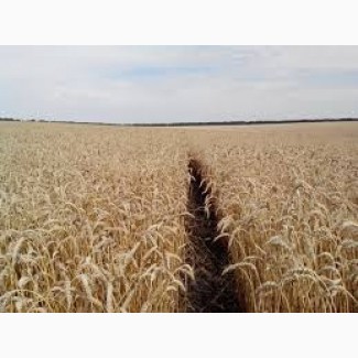 Продам семена озимой пшеницы Мудрость Одесская (элита)