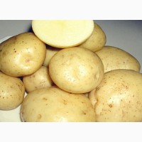 Продам картофель (сорт Санте)