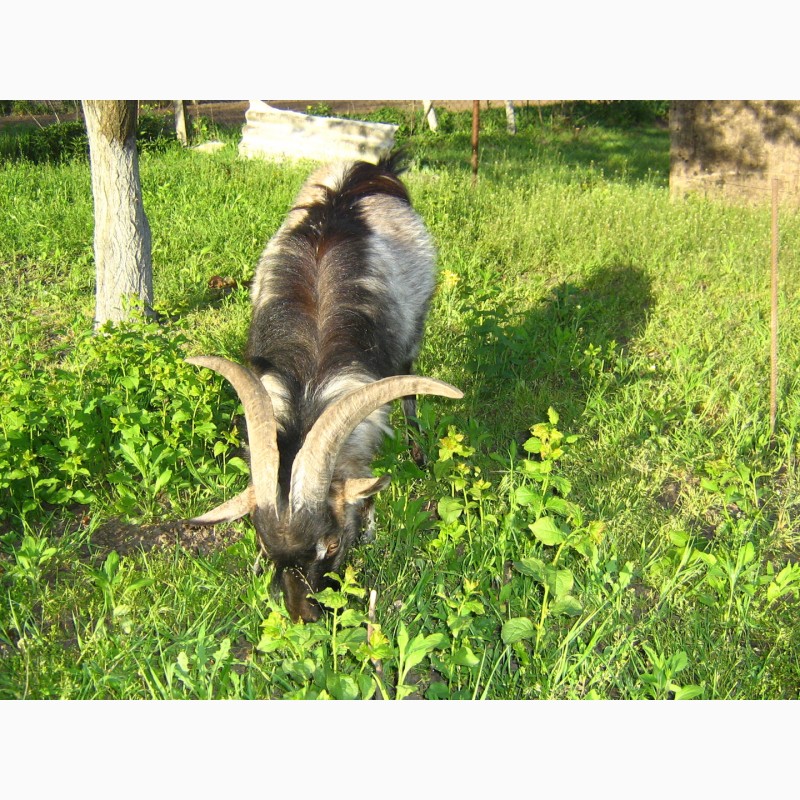 Фото 3. Продам молодого козла альпійської породи