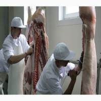 Свинина | Полутуши | Элементы | Субпродукты оптом от Мясокомбината