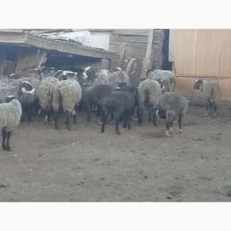 Продам стадо овец 520 голов романовская порода