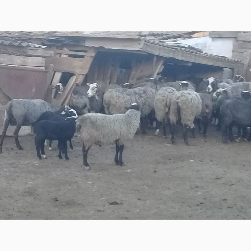 Фото 2. Продам стадо овец 520 голов романовская порода