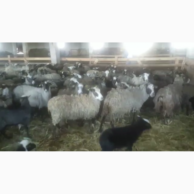 Фото 3. Продам стадо овец 520 голов романовская порода