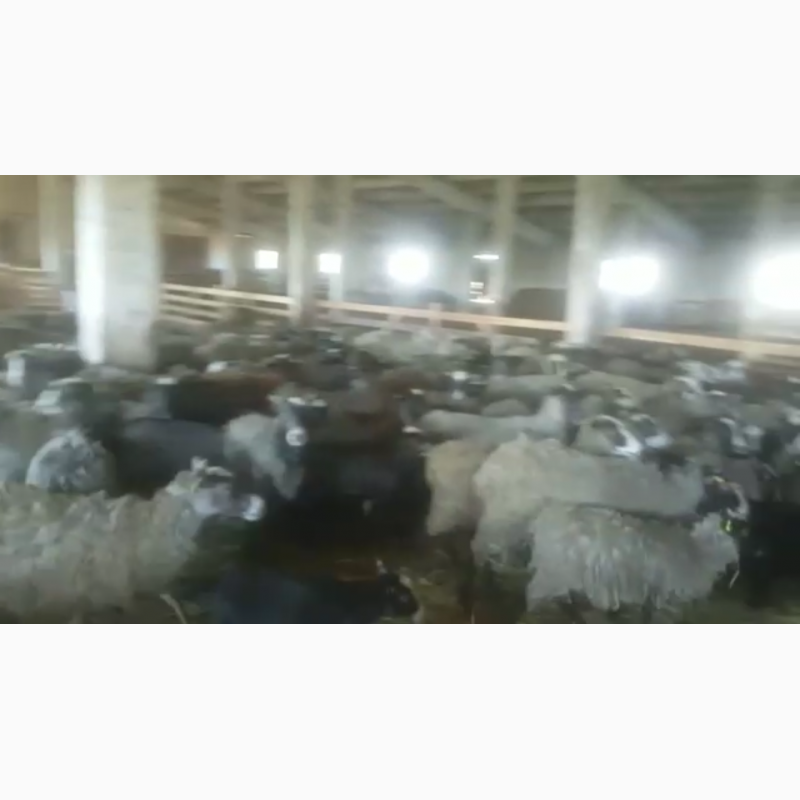 Фото 4. Продам стадо овец 520 голов романовская порода