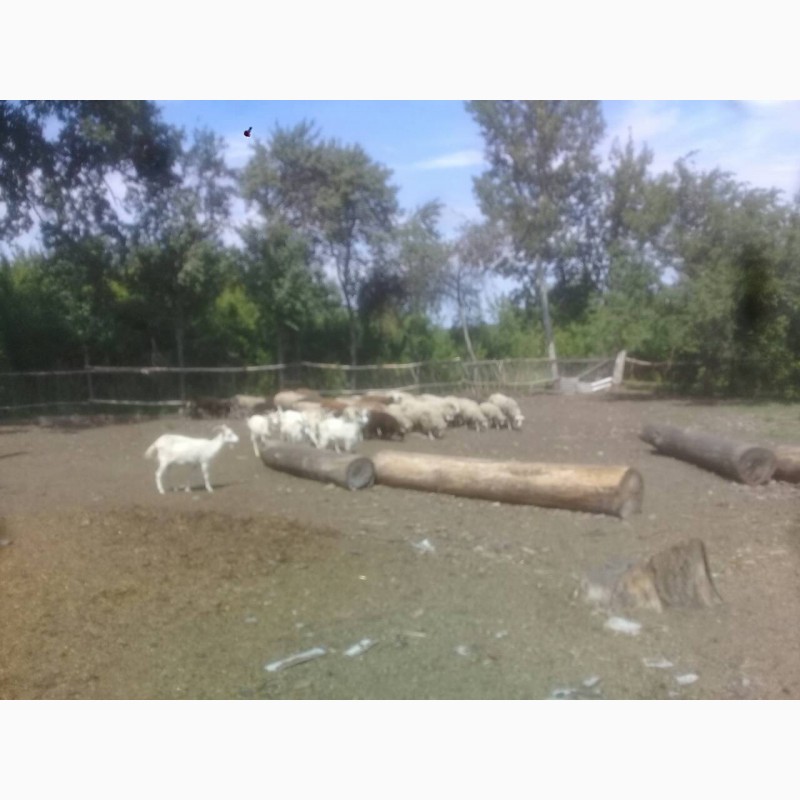 Фото 2. Продам баранов и коз