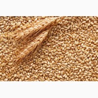 Продам пшеницу 25 тонн. Херсонская область, Голопристанский район
