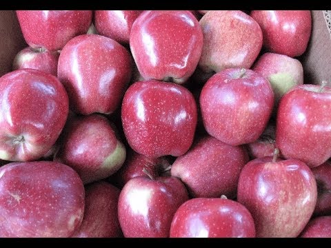 Фото 3. Продам яблоки разных сортов
