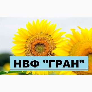 НАСІННЯ СОНЯШНИКУ ФОРЕСТ ( ПІД ГРАНСТАР ) + безкоштовна доставка по Україні