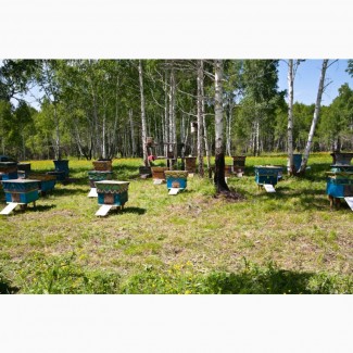Продам бджолопакети (пчелопакеты) 2023